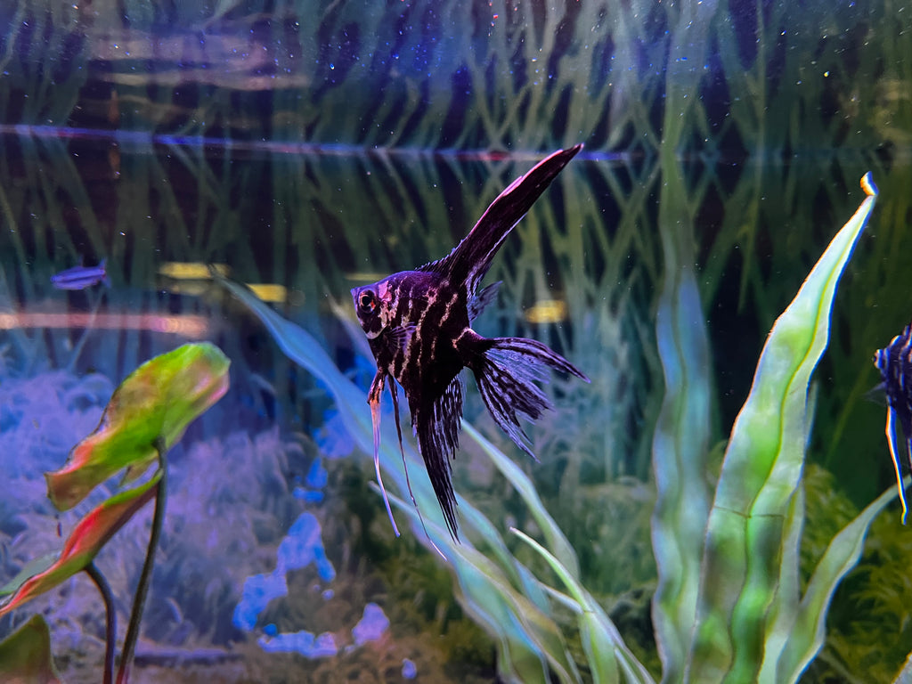 Blue Marble Veiltail Angel