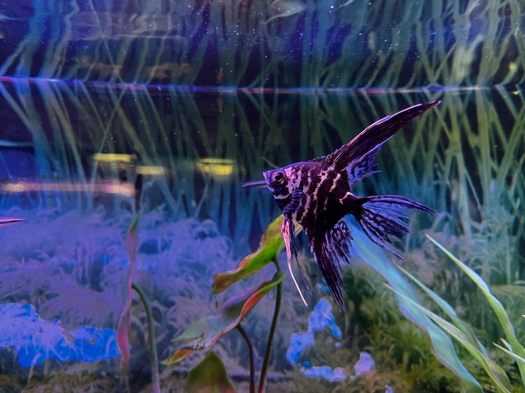 Blue Marble Veiltail Angel
