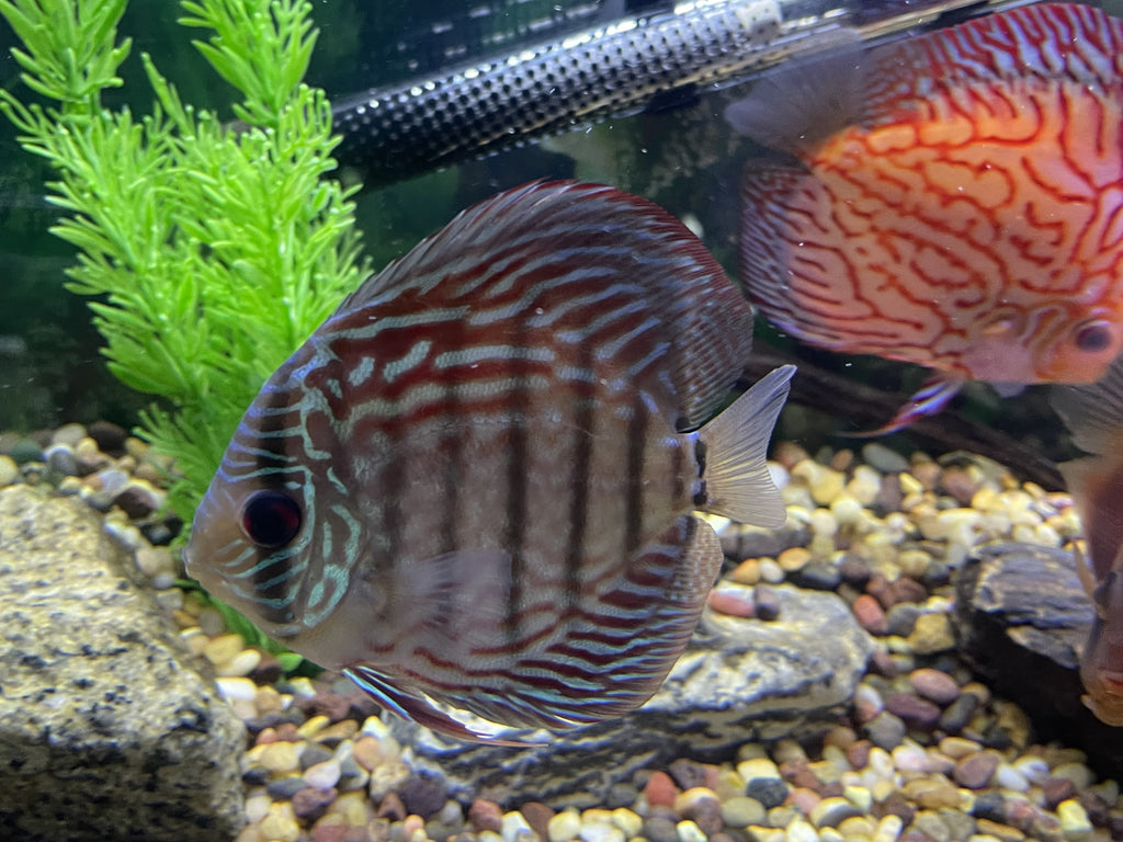 Blue Turquoise Hybrid Discus