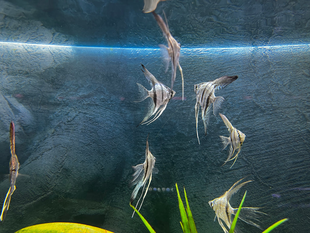 Blue Zebra Veiltail Angel