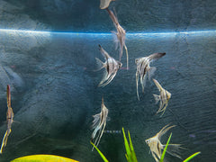 Blue Zebra Veiltail Angel