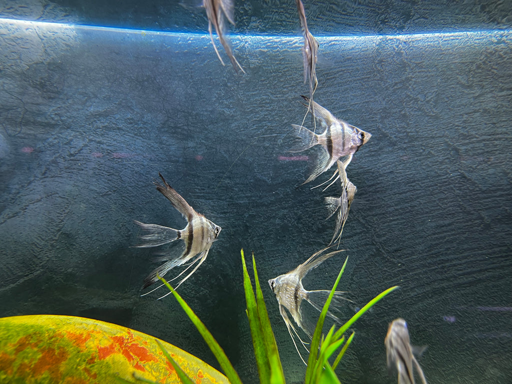 Blue Zebra Veiltail Angel