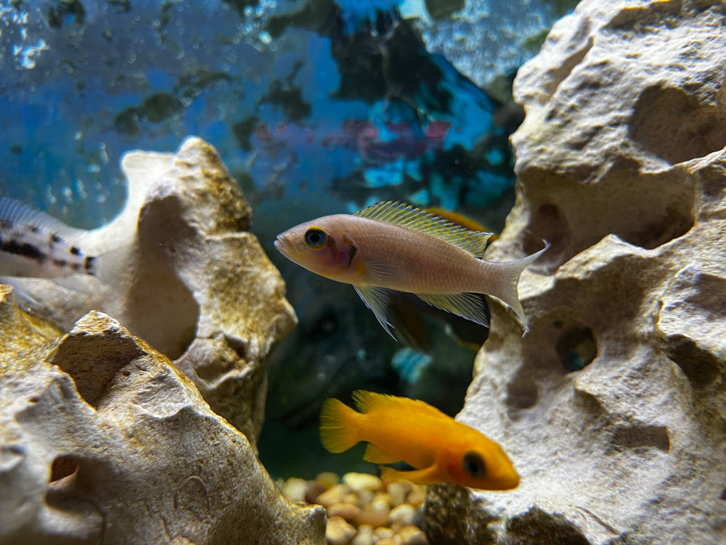 Neolamprologus daffodil