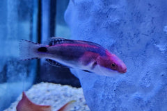 Exquisite Wrasse