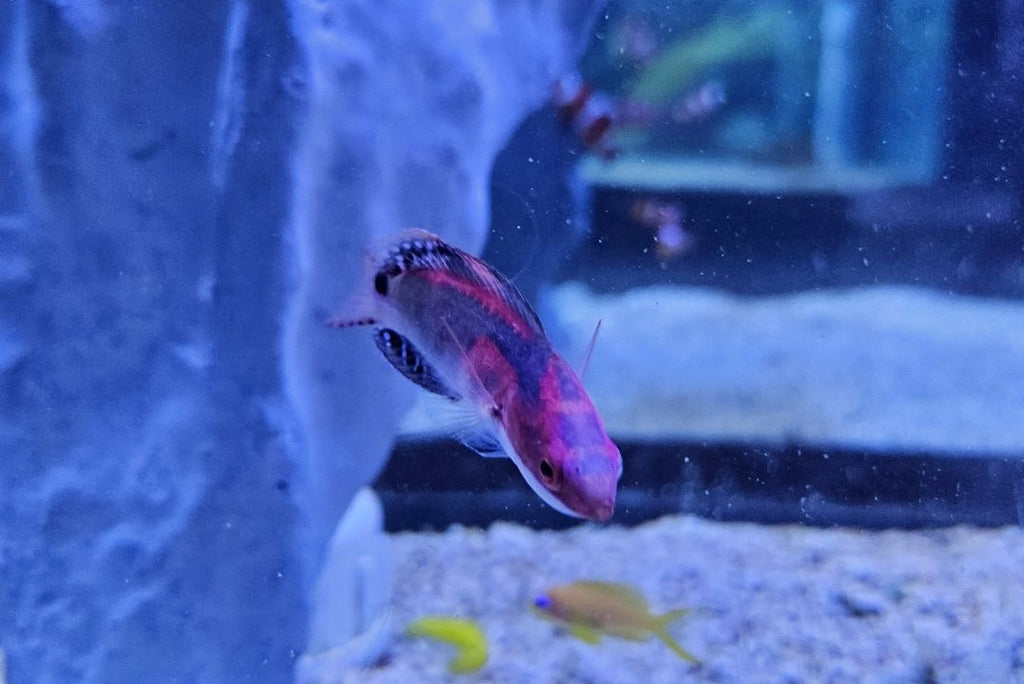Exquisite Wrasse