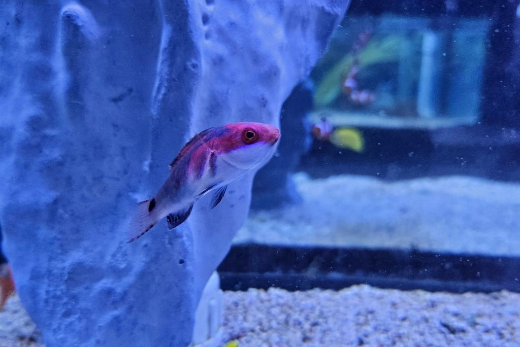 Exquisite Wrasse