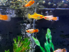 Gold Twinbar Platy