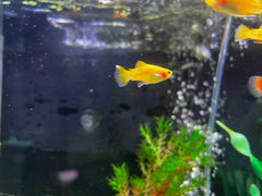 Gold Twinbar Platy