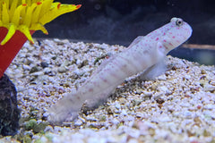 Luther Goby