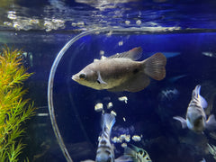 Giant Gourami