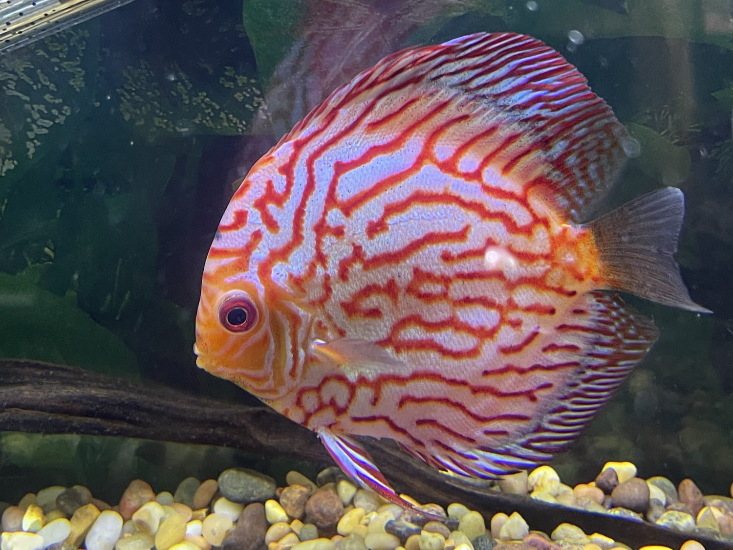 Red Panda Checkerboard Discus