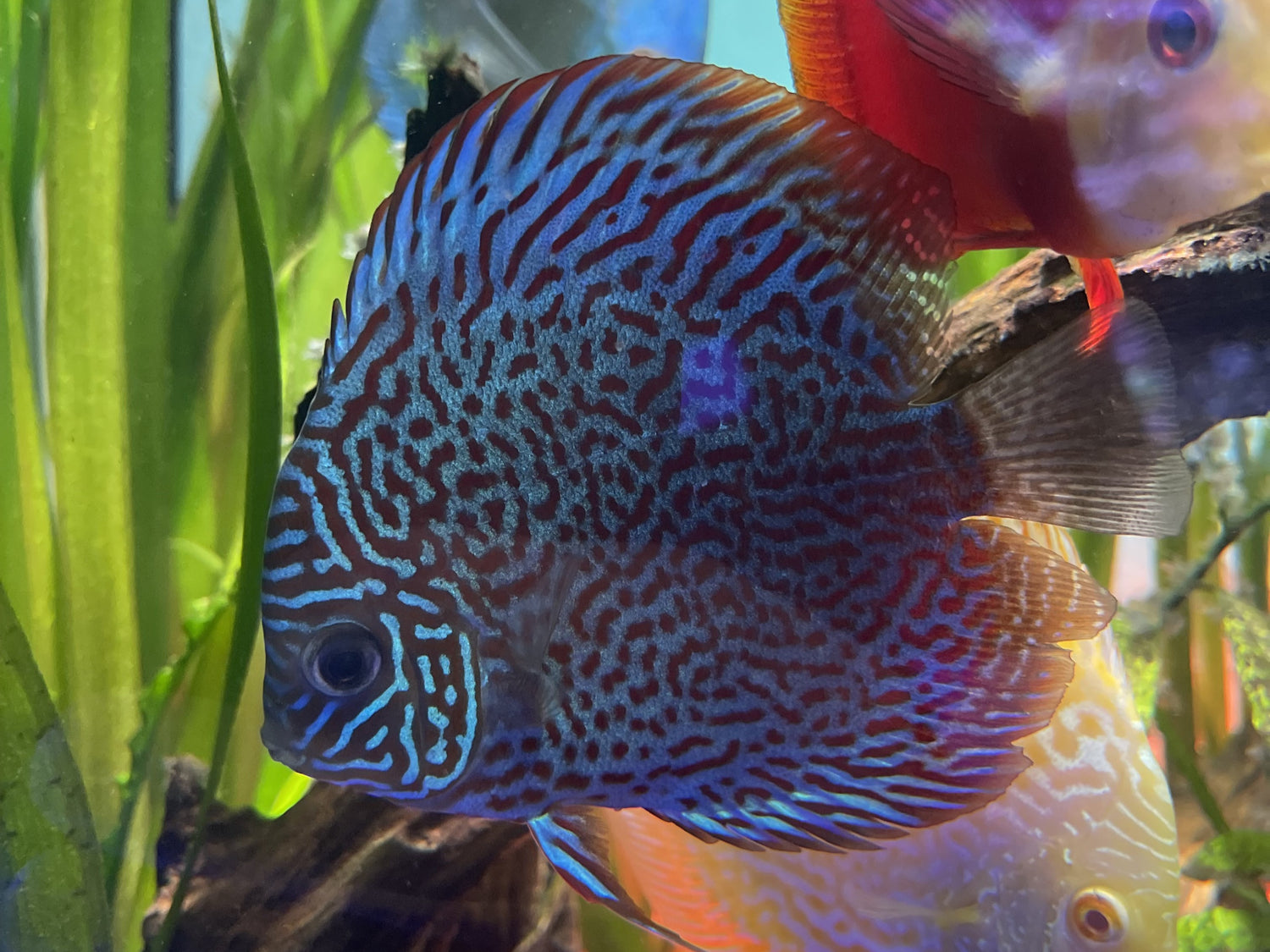 Ring Leopard Discus