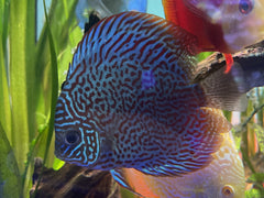 Ring Leopard Discus