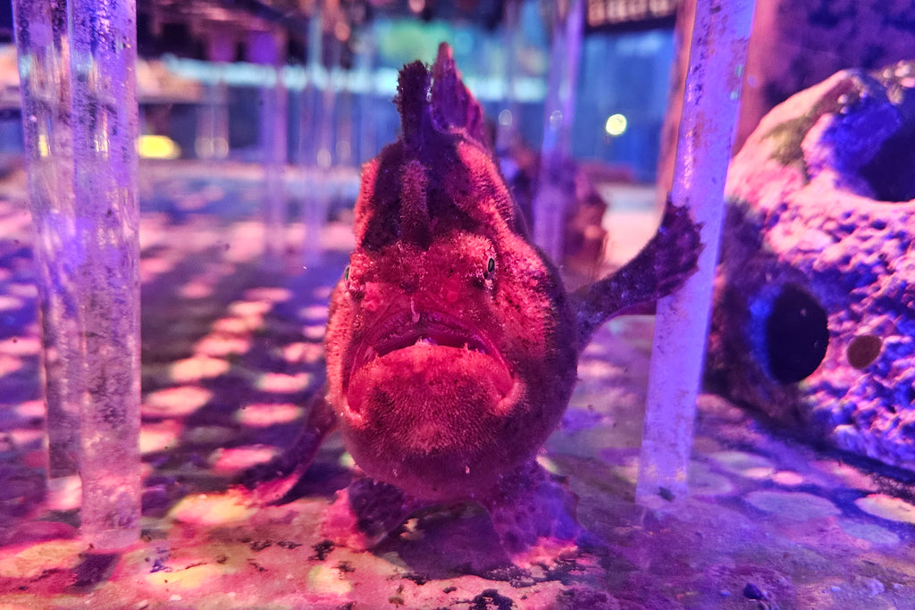 Super Red Angler