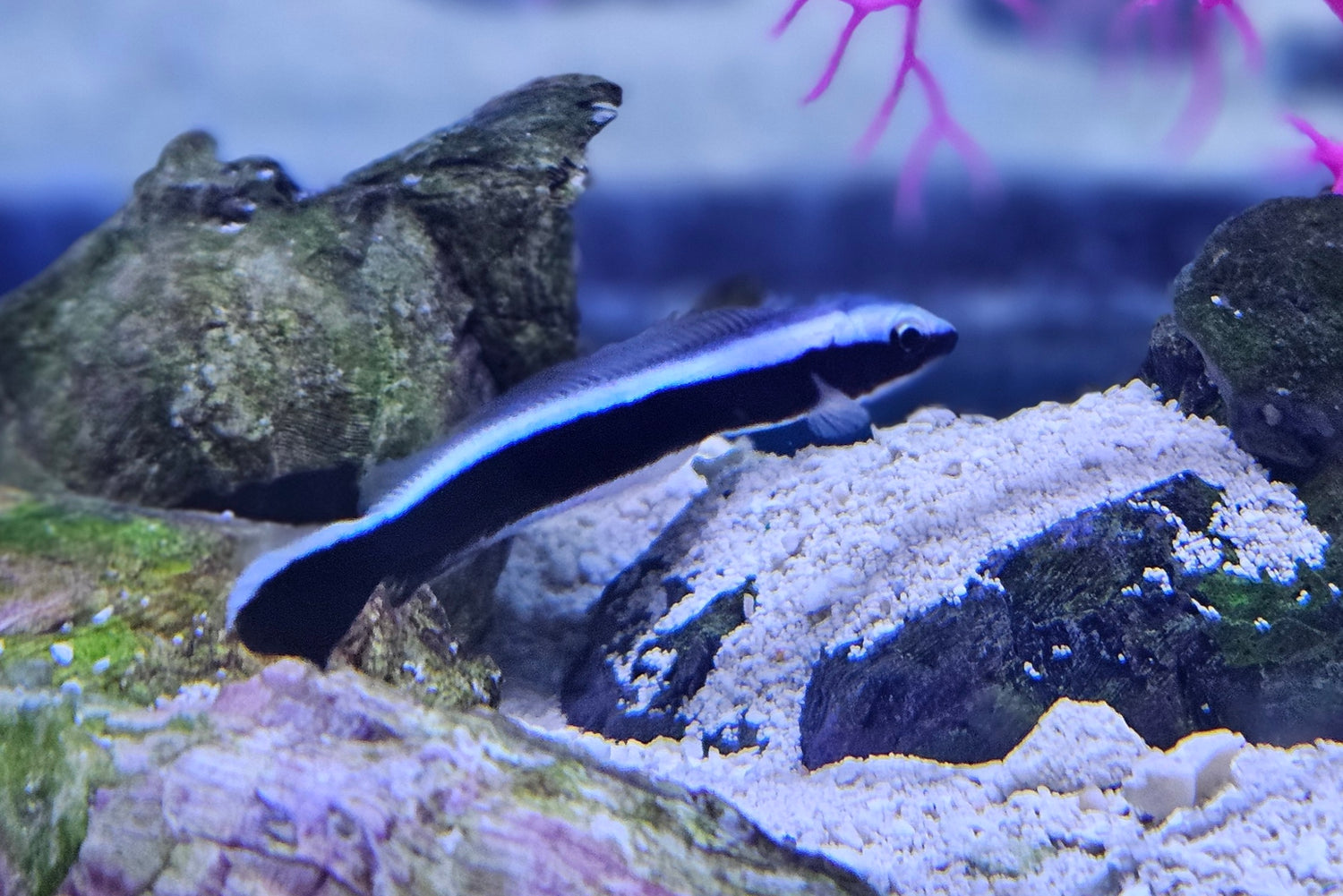 Blue Blanquillo
