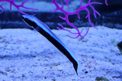 Blue Blanquillo