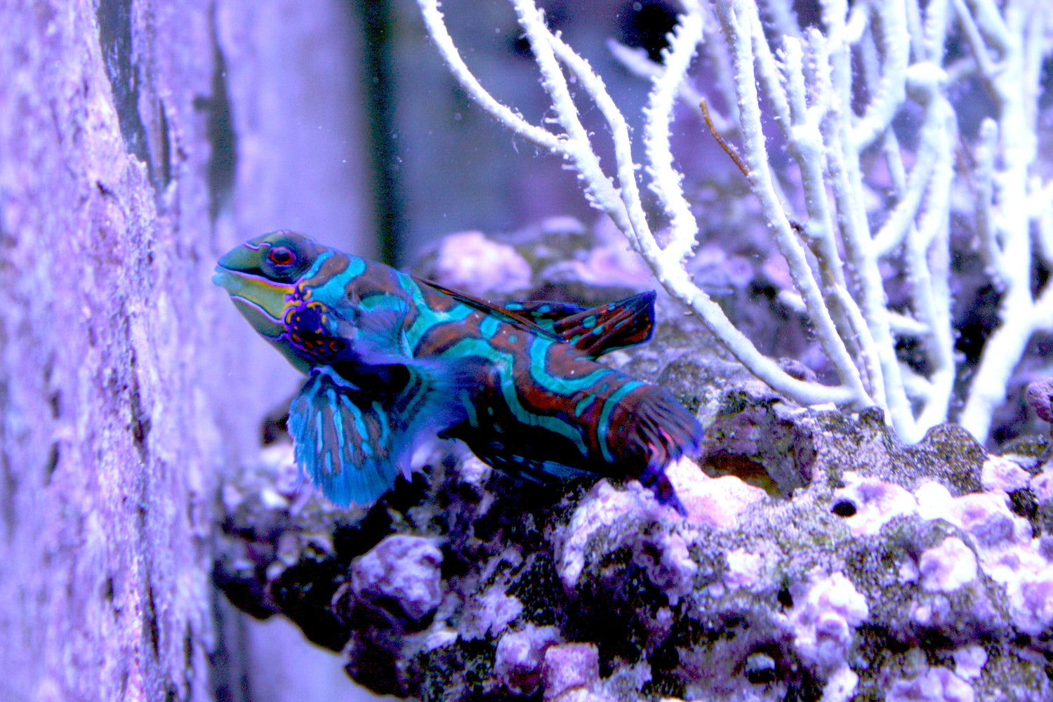 Mandarin Dragonet
