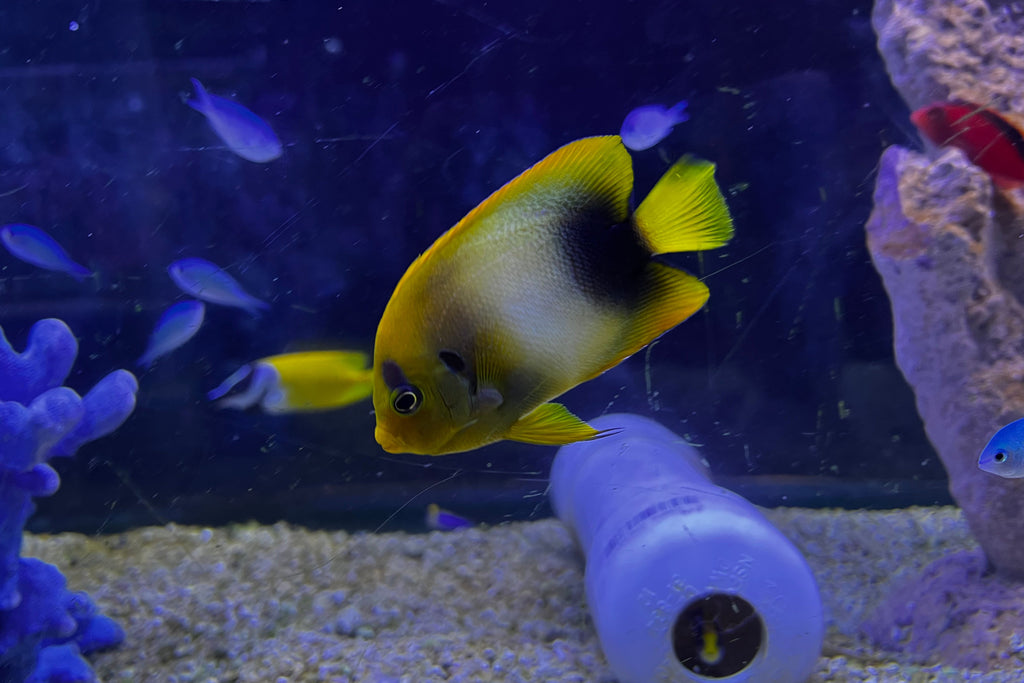 Africanus Angelfish