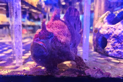 Super Red Angler