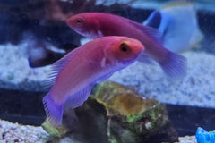 Rubrisquamis Wrasse