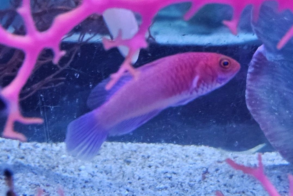 Rubrisquamis Wrasse