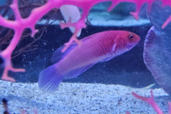 Rubrisquamis Wrasse