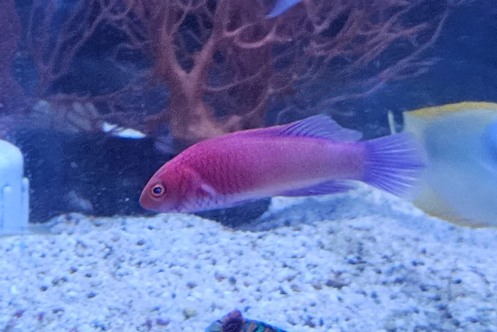 Rubrisquamis Wrasse