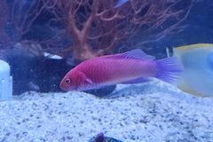 Rubrisquamis Wrasse
