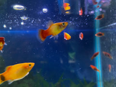 Sunset Platy