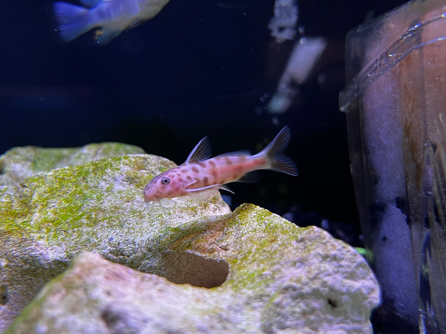 Synodontis petricola "Pink"