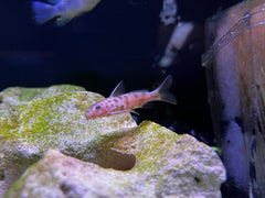 Synodontis petricola "Pink"