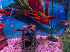 Variatus Platy