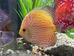 Yellow Panda Checkerboard Discus
