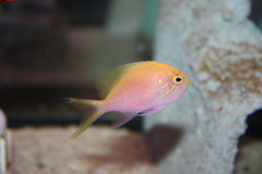 Sunburst Anthias