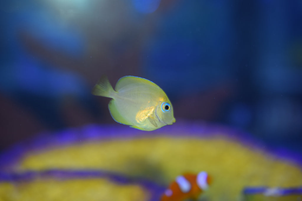 Atlantic Blue Tang