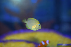 Atlantic Blue Tang