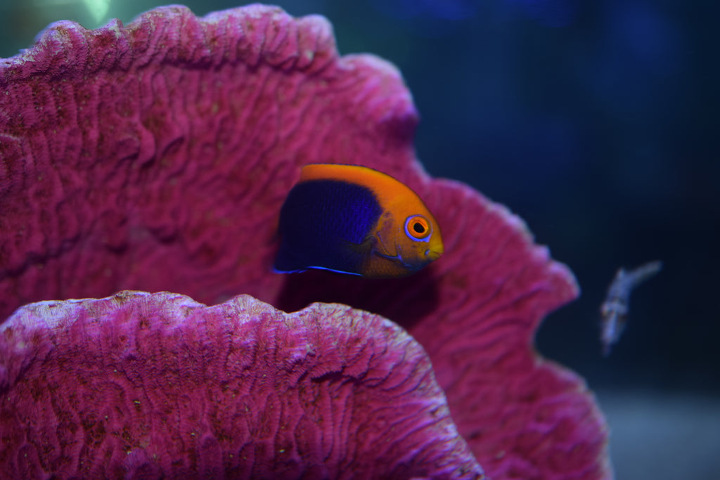 African Flameback Angel