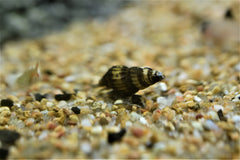 Assassin Snail