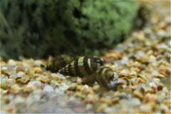 Assassin Snail