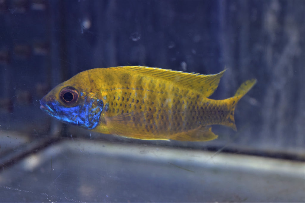 Benga Yellow Peacock