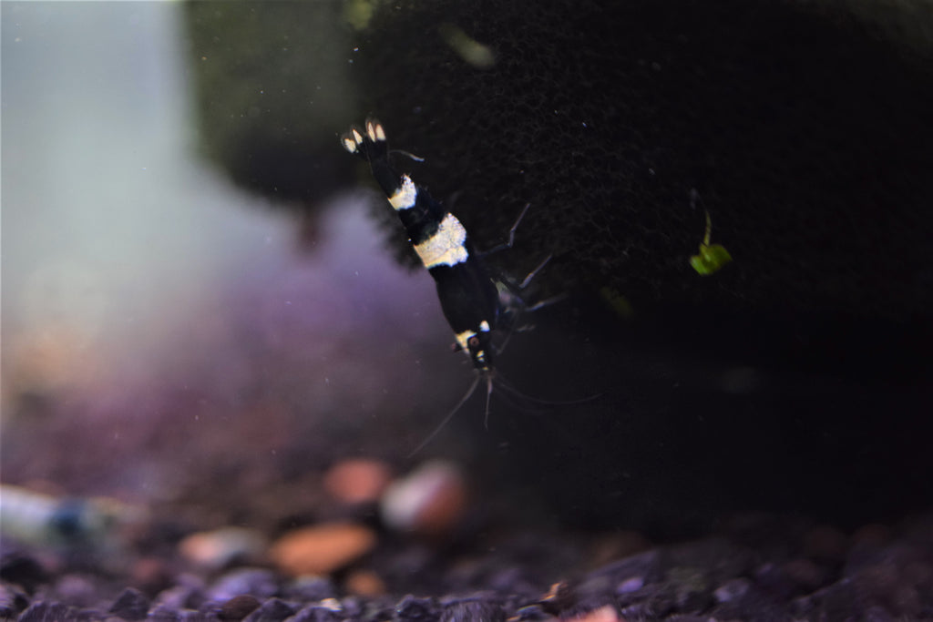 Black Crystal Shrimp