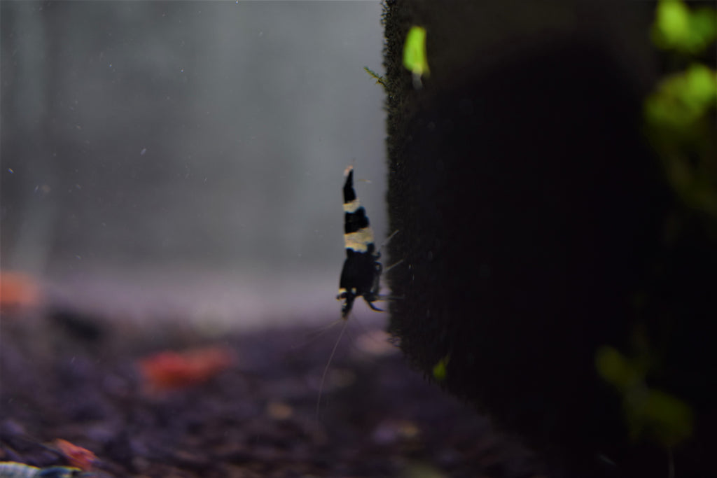 Black Crystal Shrimp