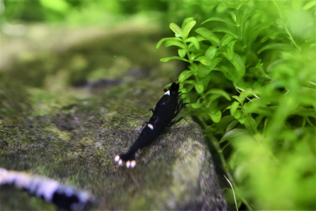 Black King Kong Shrimp