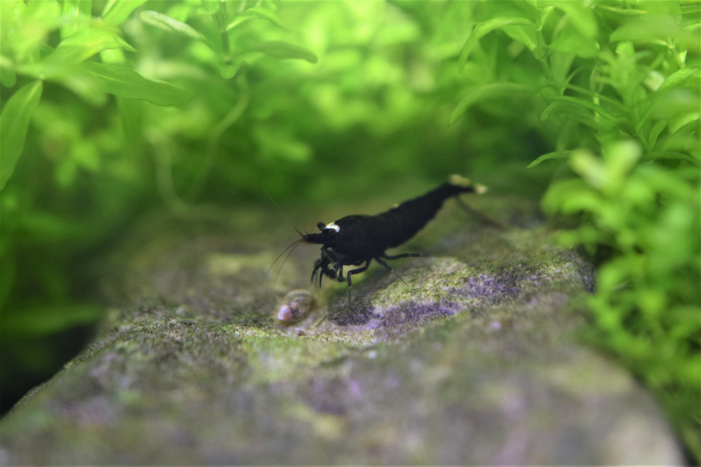 Black King Kong Shrimp