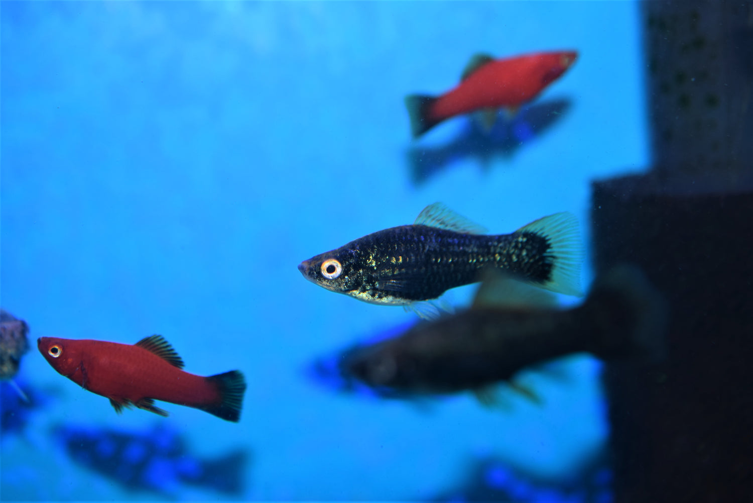 Black Swordtail