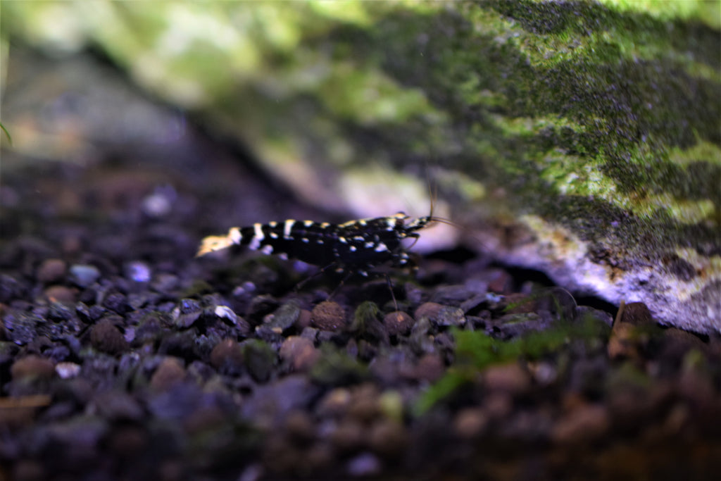 Black Galaxy Shrimp