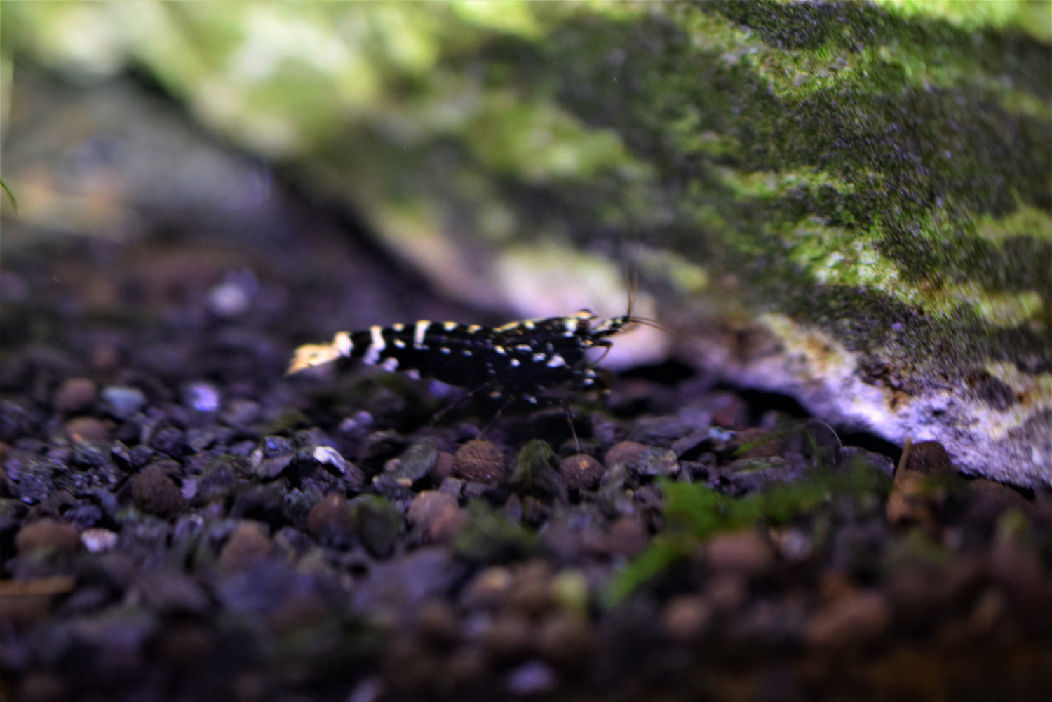 Black Galaxy Shrimp