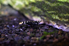 Black Galaxy Shrimp