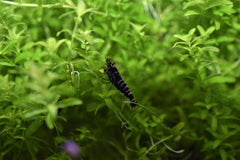 Black Galaxy Shrimp