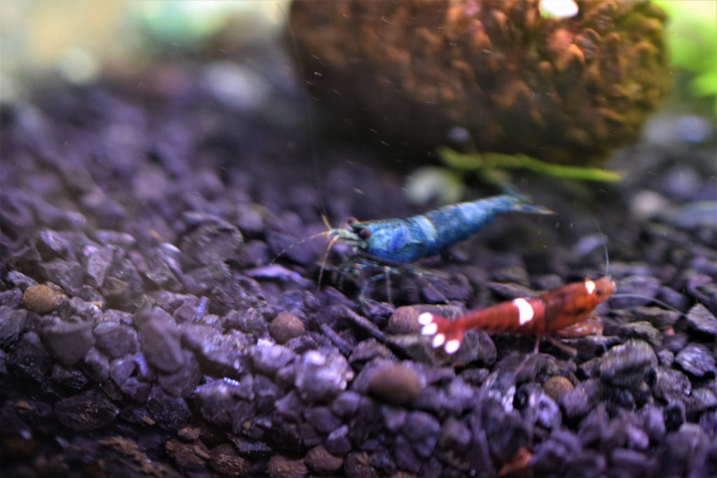 Blue Bolt Shrimp